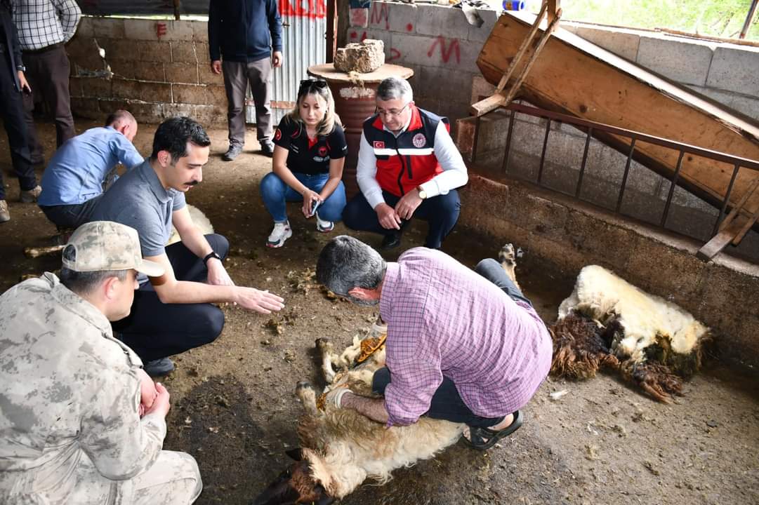 İslahiye Kaymakamı Soylu besici ailenin küçükbaşını kırktı