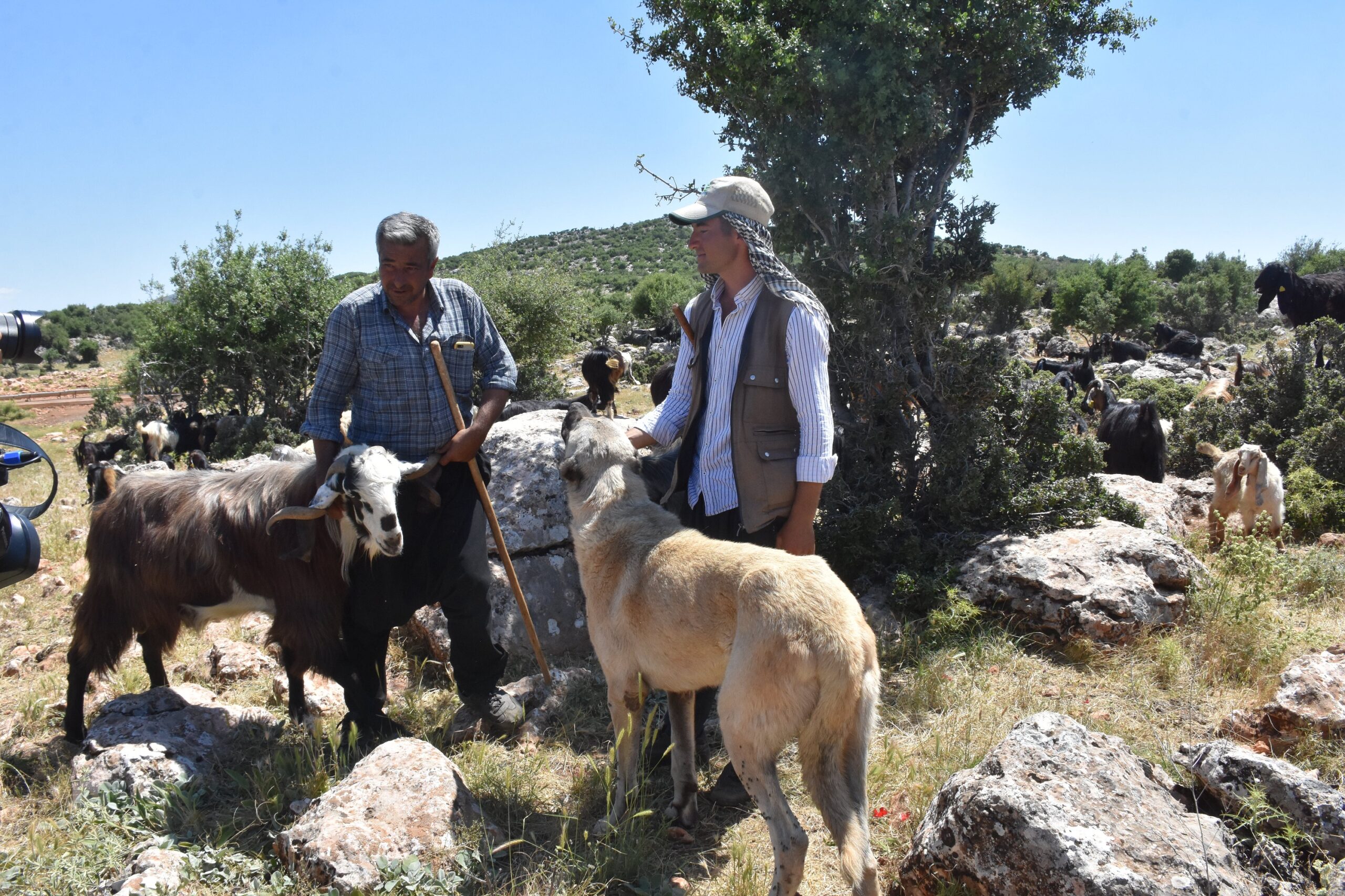 Şahinbey'deki çoban köpekleri aşılanıyor