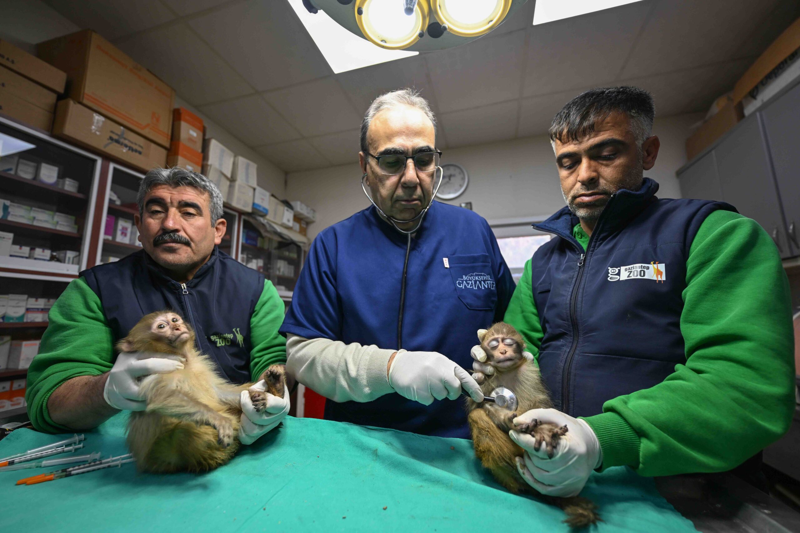 Gümrükte ele geçirilen 2 maymun yavrusu Gaziantep'teki yeni yuvalarına yerleştirildi 47 Gümrükte ele geçirilen 2 maymun yavrusu Gaziantep'teki yeni yuvalarına yerleştirildi
