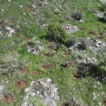 Avrupa'da yaşayan Keldaniler yıllar önce terk ettikleri Şırnak'taki köylerine geri dönüyor 4 Avrupa'da yaşayan Keldaniler yıllar önce terk ettikleri Şırnak'taki köylerine geri dönüyor
