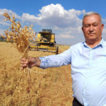 Araban'da nohut hasadı başladı 4 Araban'da nohut hasadı başladı