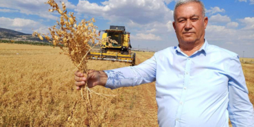Araban'da nohut hasadı başladı