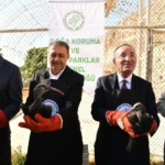 Şanlıurfa'da koruma altındaki 45 kelaynak göç etmeleri için doğaya bırakıldı 4 Şanlıurfa'da koruma altındaki 45 kelaynak göç etmeleri için doğaya bırakıldı