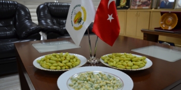 Yılın ilk Antep fıstığı yetiştiricisi altınla ödüllendirildi