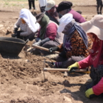Diyarbakır'da 12 bin yıllık Çayönü Tepesi'nde dört yapı ve su kanalı bulundu 18 Diyarbakır'da 12 bin yıllık Çayönü Tepesi'nde dört yapı ve su kanalı bulundu