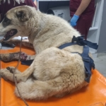 İslahiye'de yaralı halde bulunan sahipsiz köpek tedaviye alındı 4 İslahiye'de yaralı halde bulunan sahipsiz köpek tedaviye alındı