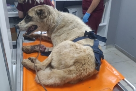 İslahiye'de yaralı halde bulunan sahipsiz köpek tedaviye alındı