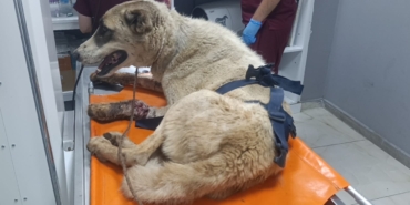 İslahiye'de yaralı halde bulunan sahipsiz köpek tedaviye alındı