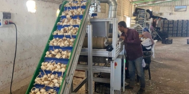 Arabanlı sarımsak çiftçisi, ata tohumu tesisi kurdu