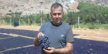Gaziantep'in tescilli üzümleri kurutularak kışa hazırlanıyor