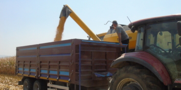 Gaziantep'te yağlık mısır hasadı başladı