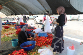 Şanlıurfa'da mevsimlik tarım işçilerine mobil sağlık hizmeti sunuluyor