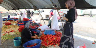Şanlıurfa'da mevsimlik tarım işçilerine mobil sağlık hizmeti sunuluyor