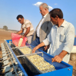 Tescilli Araban sarımsağında yeni sezon hazırlıkları başladı 4 Tescilli Araban sarımsağında yeni sezon hazırlıkları başladı