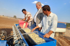 Tescilli Araban sarımsağında yeni sezon hazırlıkları başladı