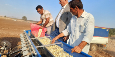Tescilli Araban sarımsağında yeni sezon hazırlıkları başladı