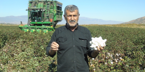 Gaziantep'te pamuk hasadı başladı 12 Gaziantep'te pamuk hasadı başladı