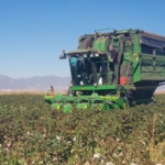 Gaziantep'te pamuk hasadı başladı