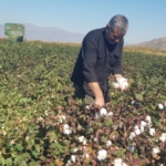 Gaziantep'te pamuk hasadı başladı