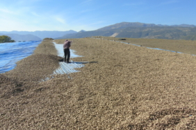 Gaziantep'te yerfıstığı hasadı başladı 7 Gaziantep'te yerfıstığı hasadı başladı