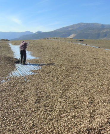 Gaziantep'te yerfıstığı hasadı başladı
