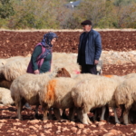 İkinci baharlarında belediyeden aldıkları destekle besici oldular