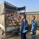 Gaziantep'te 1 ton 900 kilogram bozulmuş et imha edildi 34 Gaziantep'te 1 ton 900 kilogram bozulmuş et imha edildi