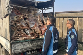Gaziantep'te 1 ton 900 kilogram bozulmuş et imha edildi 8 Gaziantep'te 1 ton 900 kilogram bozulmuş et imha edildi