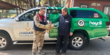 Gaziantep'te yaralı kartalın yardımına jandarma yetişti