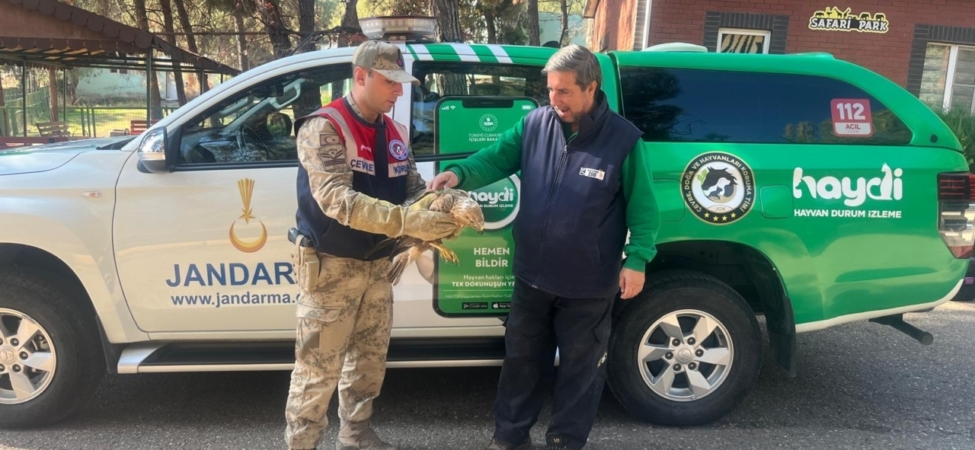Gaziantep'te yaralı kartalın yardımına jandarma yetişti