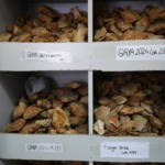 Türk akademisyenler Gaziantep'in Buzul Çağı dönemini araştırıyor