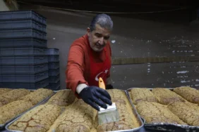 Şanlıurfa'da 27 bin 960 sahipsiz hayvan toplandı 1 thumbnail