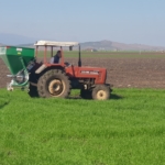 Gaziantep'te çiftçilerde gübreleme telaşı başladı 45 Gaziantep'te çiftçilerde gübreleme telaşı başladı