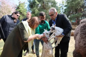 TÜRKİYE’DE DOĞAN İLK ZÜRAFA YAVRUSU, GAZİANTEP DOĞAL YAŞAM PARKI’NDA! (5)