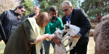 TÜRKİYE’DE DOĞAN İLK ZÜRAFA YAVRUSU, GAZİANTEP DOĞAL YAŞAM PARKI’NDA! (5)