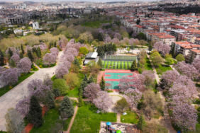 Gaziantep'te çiçek açan pavlonyalar parkları renklendirdi