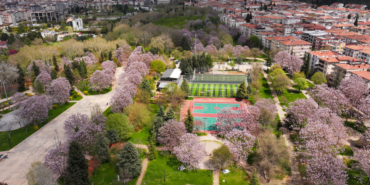 Gaziantep'te çiçek açan pavlonyalar parkları renklendirdi
