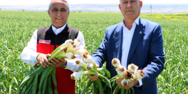 Gaziantep İl Tarım ve Orman Müdürü Sağlam, Araban Ovası'nda incelemede bulundu