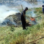 Gaziantep'te coğrafi işaretli "firik" üretimi başladı