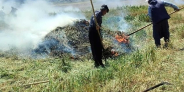 Gaziantep'te coğrafi işaretli "firik" üretimi başladı